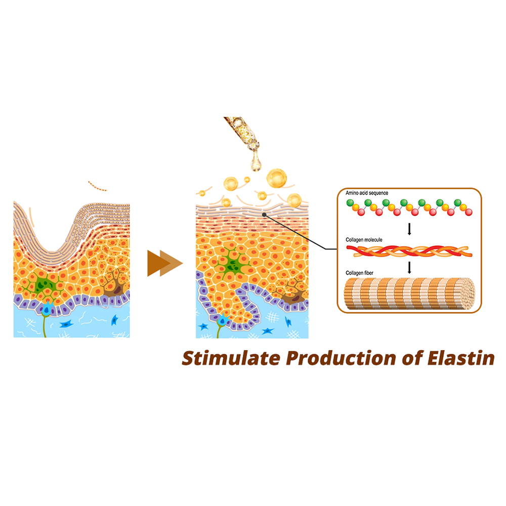 Seurico™ RevitaPeptide Reversal Serum ✨ Tightens & Lifts | Reduces Wrinkles & Fine Lines | Boosts Skin Elasticity 💛