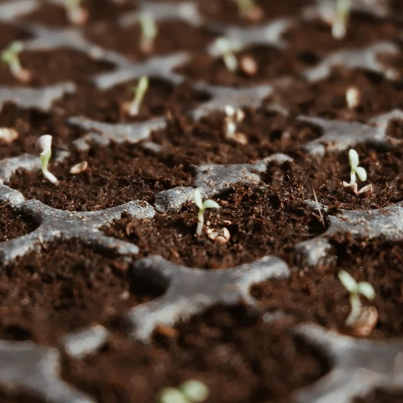 🔥LAST DAY 50% OFF🌱Premium Organic Coconut Coir Bricks for Plants