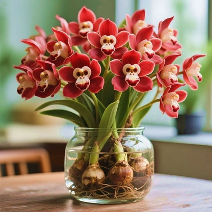 🐵💮 Monkey Orchid bulbs - can survive in soil or hydroponics💧🌱